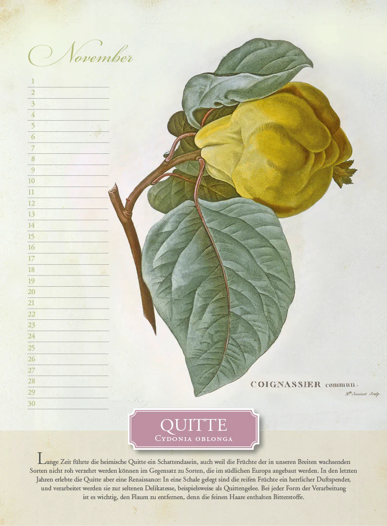 Immerwährender Kalender »Aus dem Früchtekorb« - Image 11